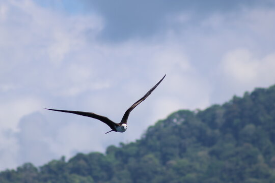 View of a frigatebird soars with outstretched wings against a backdrop of verdant hills and a sky brushed with soft clouds, Quepos, Puntarenas Province, Costa Rica.