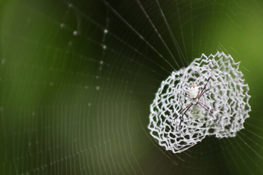 View of intricate spiderweb glistening with dew, a delicate trap spun against a backdrop of verdant foliage, nature's artistry on display, Quepos, Puntarenas Province, Costa Rica.