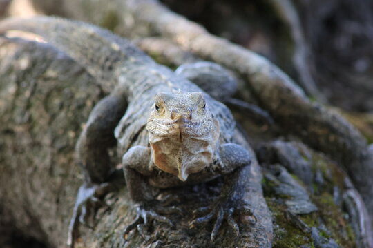 View of a central iguana in detailed focus, perched atop rough, textured tree roots, its gaze intense against a backdrop of muted greens, Quepos, Puntarenas Province, Costa Rica.