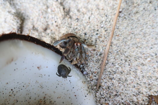 View of a hermit crab emerges cautiously from its borrowed shell, juxtaposed against the rough texture of a broken coconut, Quepos, Puntarenas Province, Costa Rica.