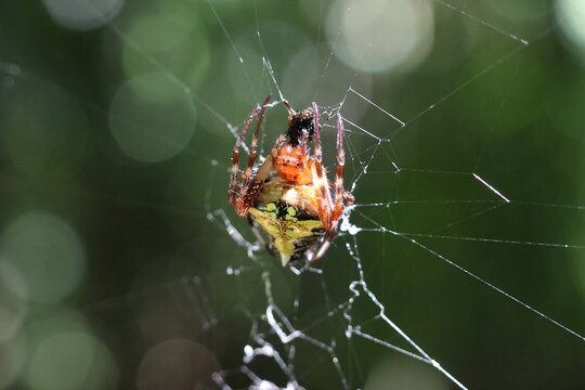 View of a spiny orb-weaver spider, its vibrant yellow and red body suspended in a delicate web against a blurred green backdrop, Quepos, Puntarenas Province, Costa Rica.