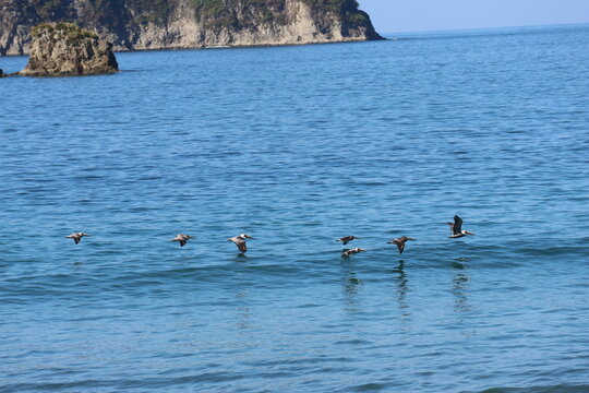 View of pelicans gliding low over the shimmering, turquoise water, their dark silhouettes a striking contrast against the bright, sun-kissed waves, Quepos, Puntarenas Province, Costa Rica.