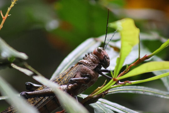 View of a close-up of a formidable grasshopper with its robust exoskeleton, perched delicately on verdant leaves, Quepos, Puntarenas Province, Costa Rica.