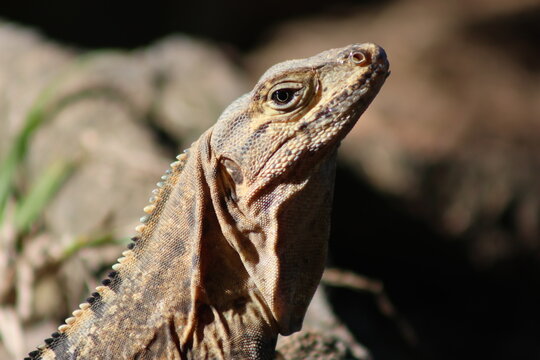 View of a spiky lizard in the wild, basking in the sun, its scales shimmering with intricate patterns, a creature of the tropics, , Quepos, Puntarenas Province, Costa Rica.