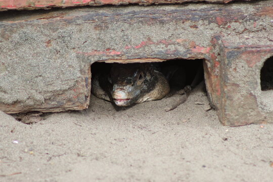 View of a lizard emerges from a dark, sandy burrow beneath weathered red and grey wooden planks, its scales contrasting sharply with the surrounding sand, Quepos, Puntarenas Province, Costa Rica.