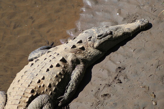 View of basking crocodile, its leathery skin shimmering under the sun, resting on the muddy banks, a powerful predator in its natural habitat, Quepos, Puntarenas Province, Costa Rica.
