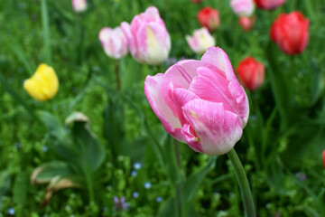 Fototapeta premium Beautiful spring multi-colored tulips in the park. Different varieties and colors of tulips. A lot of tulips are planted in the park