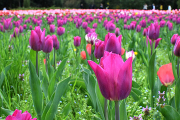 Obraz premium Beautiful spring multi-colored tulips in the park. Different varieties and colors of tulips. A lot of tulips are planted in the park