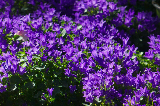 Campanula