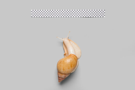 Racing snail with finish flag on grey background