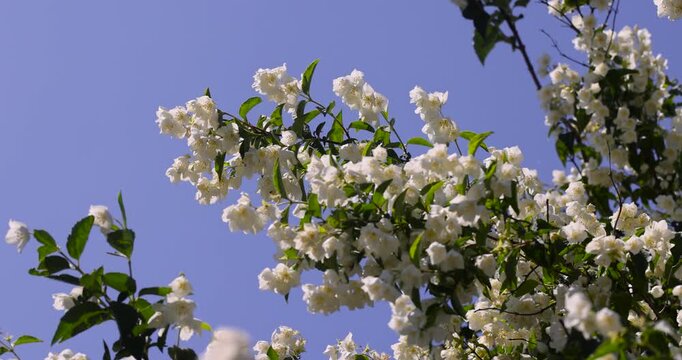 Jasmine blooms under a blue sky, a branch of white jasmine with open buds and green leaves against a bright blue space on a sunny day with clear details and organic texture.