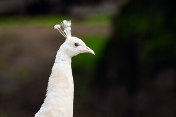 Fototapeta premium Portrait of a beautiful white Peacock bird. Photographed against a soft focus dark background.
