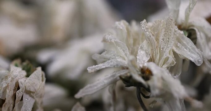 wet old flaccid and almost dried flowers from a bouquet, spoiled flowers with white petals in a bouquet that is thrown into the trash, the petals are covered with water droplets, home decor