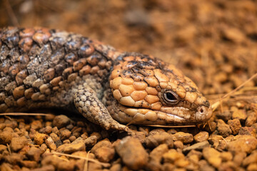 Obraz premium Close-up portrait of a shingleback lizard (Tiliqua rugosa), also known as the shingleback skink, resting under warm golden light. Photographed from a low angle.