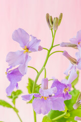 Obraz premium 紫色のオオアラセイトウの花を室内撮影17