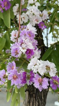 Beautiful Purple and White Queens Flower (Lagerstroemia Speciosa)