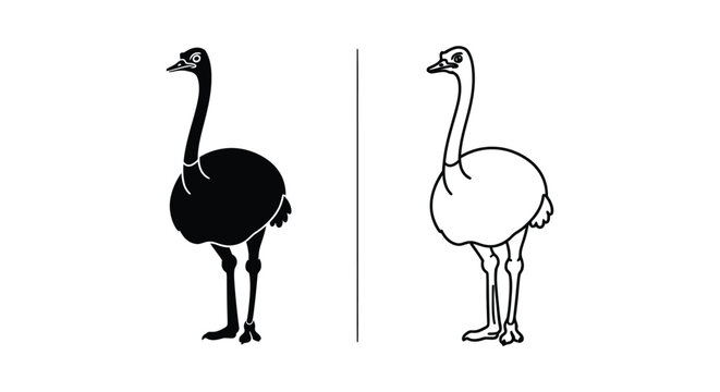 Ostrich vs Emu Flightless Bird Comparison Guide Vector