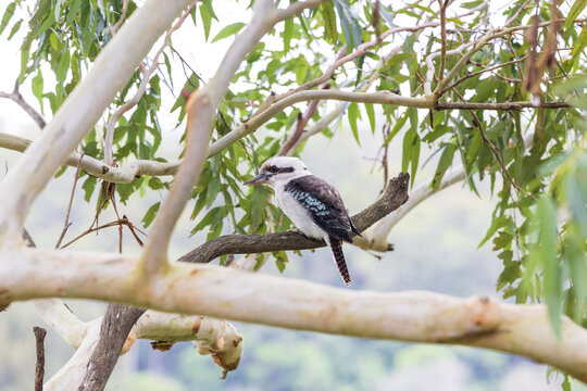 Portrait of an Australian iconic kookaburra bird perched high on a eucalypt tree branch, keeping an eye on the ground in search of food. Photographed on a sunny Autumn day on the NSW South Coast.