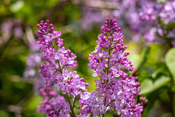 Obraz premium Blooming Syringa vulgaris lilac flowers in spring garden. Purple lilac inflorescences with natural green background. Ornamental fragrant shrub with soft bokeh