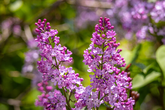 Blooming Syringa vulgaris lilac flowers in spring garden. Purple lilac inflorescences with natural green background. Ornamental fragrant shrub with soft bokeh