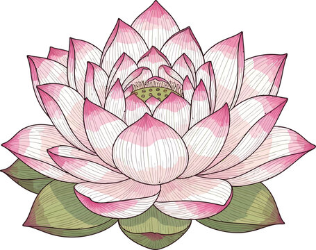 Pink Lotus Flower Blossom Illustration.