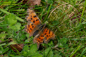 A damaged Comma butterfly (Polygonia c-album). Last year's brood. Coming out in early Spring © Wildwatertv