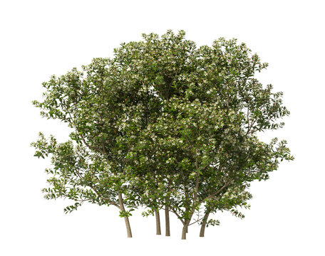 myrtle flowering shrub isolated on transparent background. Single myrtle flowering tree isolated on transparent background. isolated on white background. Small flower tree PNG. white flower plant PNG.