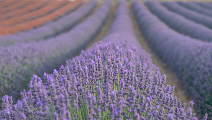 Obraz premium 紫のラベンダーが連なる初夏の花畑のさわやかな風景