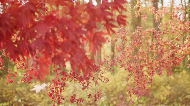 Falling leaves in blurred background. Autumn forest in windy motion. Leaves swirling in forest wind. Blurred falling leaves in nature. Windy movement of orange leaves.