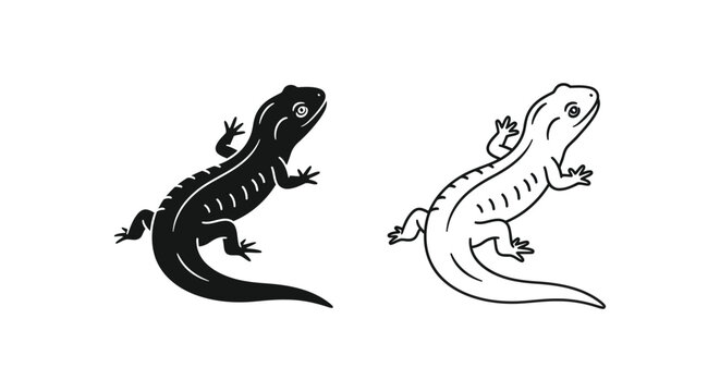 Salamander vs Newt Key Differences in Amphibians Vector