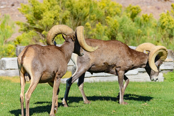 Obraz premium Rams in the wild