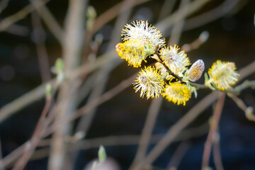 Yellow Willow Catkins in Spring with Copy Space and Soft Bokeh Background, Nature Macro Close-Up © Валентина Руденька