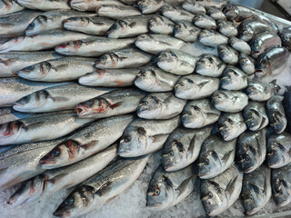 Obraz premium Fresh Seabass and Gilt Headed Bream in a fish market