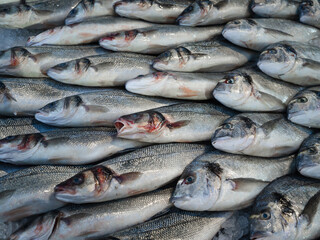 Obraz premium Fresh Seabass and Gilt Headed Bream in a fish market