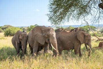 Herd of elephants standing in the shade of a tree © feeferlump