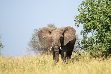 Fototapeta premium Bull elephant emerging from the trees in Africa