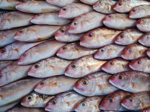 Nemipterus, commonly known as threadfin bream or red snapper. 