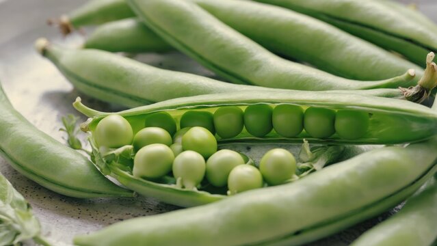 Fresh green pea pods close up of vegetables ready for harvest