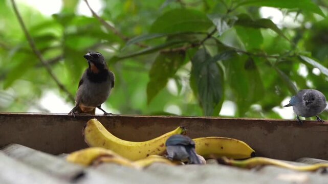 Vibrant Blue and Grey Tropical Birds Sharing Bananas in Jungle