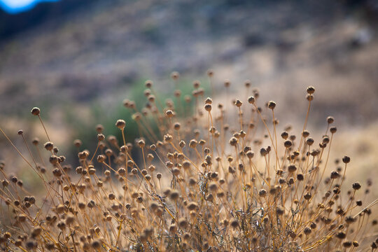 Big Bend Plants