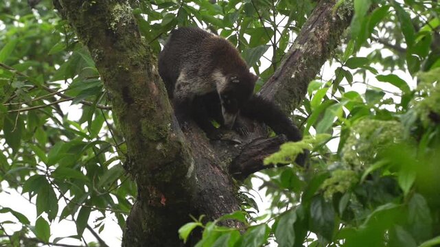 Misty Rainforest Life Agile Coati Clings to Ancient Trees
