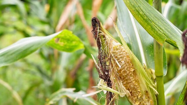 slow motion close-up of a corn cob severely damaged by rat pests in a farm field. Detailed view of rodent gnaw marks on organic maize, showing agricultural crop loss and infestation