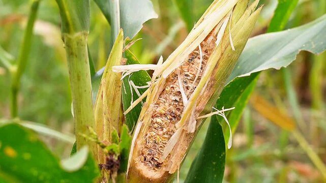 slow motion close-up of a corn cob severely damaged by rat pests in a farm field. Detailed view of rodent gnaw marks on organic maize, showing agricultural crop loss and infestation