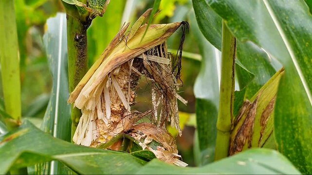 slow motion close-up of a corn cob severely damaged by rat pests in a farm field. Detailed view of rodent gnaw marks on organic maize, showing agricultural crop loss and infestation