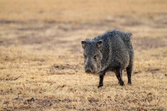 Javelina Pauses To Look Up At Camera In Brown Field