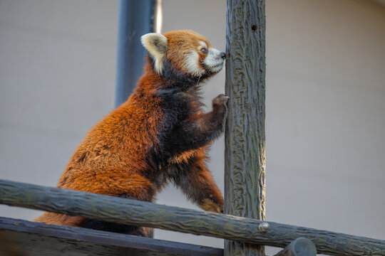 red panda in zoo