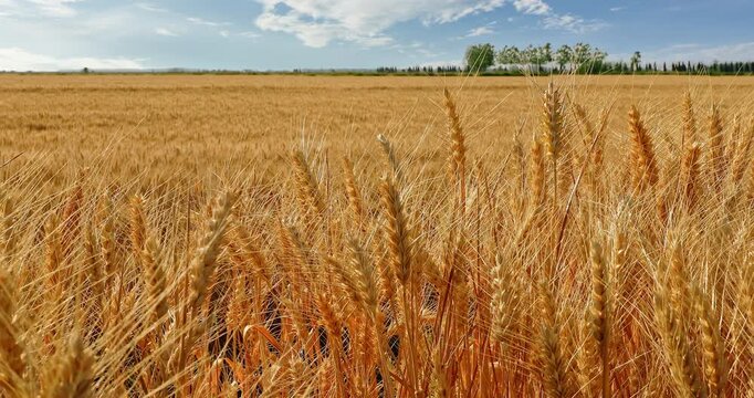 Golden ripe wheat field under a clear blue sky during harvest season