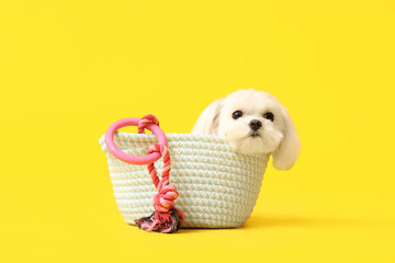 Cute Bolognese dog in braided bag with rope toy on yellow background © Pixel-Shot