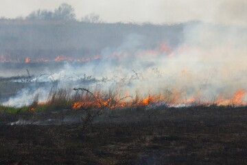 Fototapeta premium Wild grass/brush fire on prairie or pasture. 