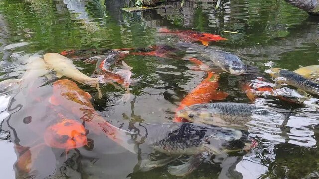 Colorful ornamental red, gold and black Koi, Bekko nishikigoi, with stretched barbels swimming in dark green waters of shallow outdoor pond